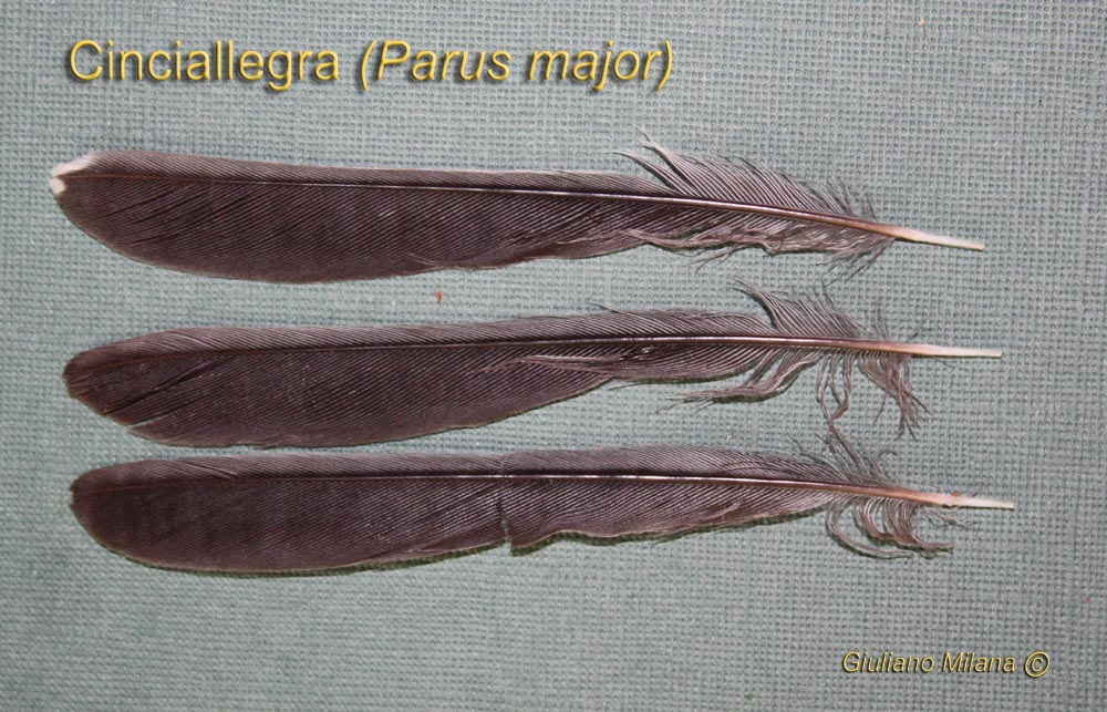 Penne: Cinciallegra